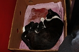 Nestje Kittens_003